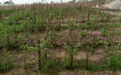 Water is at the heart of farmers’ struggle to survive in Benin